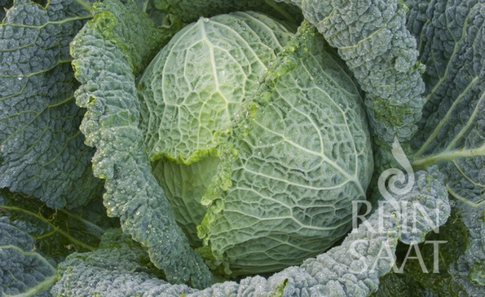 ko040-kel winterfuerst